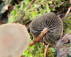 Panaeolus