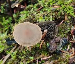 Panaeolus
