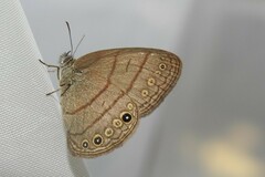 Hermeuptychia hermes