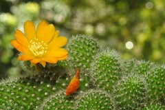 Rebutia