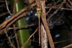 Triacanthagyna septima