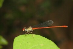 Telebasis digiticollis