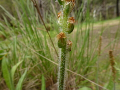 Plantago hispida