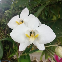 Phalaenopsis amabilis