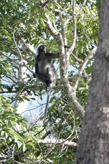 Trachypithecus obscurus