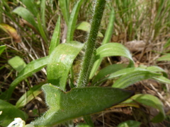 Plantago hispida