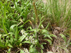 Plantago hispida