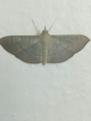 Poliobotys ablactalis