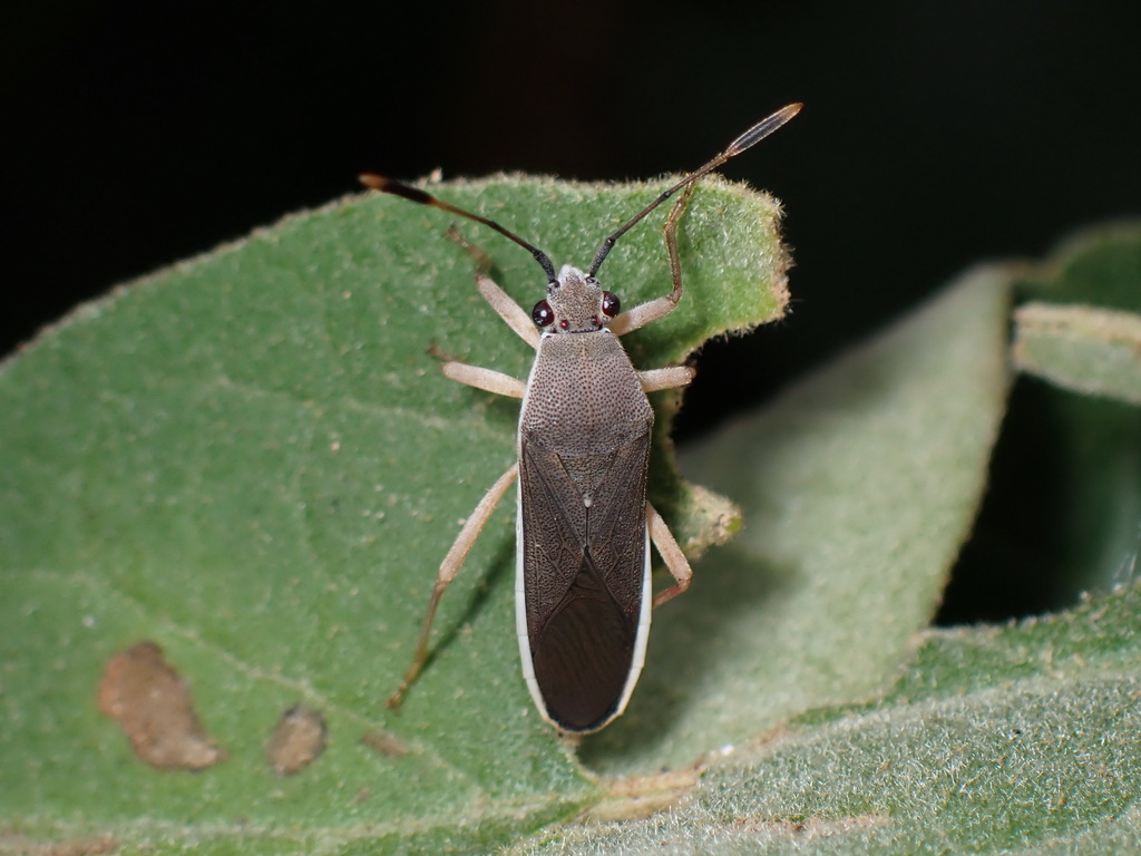 Catorhintha flava