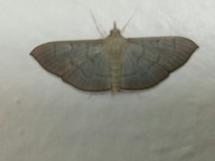 Poliobotys ablactalis