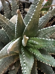 Haworthiopsis
