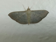 Poliobotys ablactalis