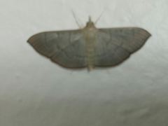 Poliobotys ablactalis