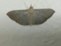 Poliobotys ablactalis