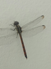 Lathrecista asiatica