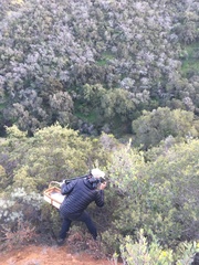 Dendromecon harfordii