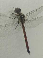 Lathrecista asiatica