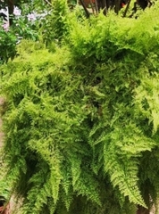 Stereodon subimponens