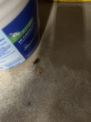 Scutigera coleoptrata