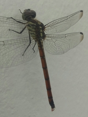 Lathrecista asiatica