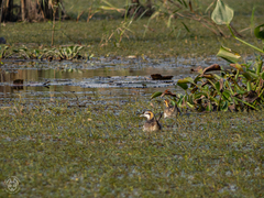 Hydrophasianus chirurgus