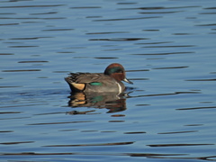 Anas crecca carolinensis