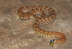 Crotalus ruber