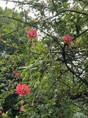 Hibiscus schizopetalus