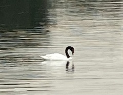 Cygnus melancoryphus