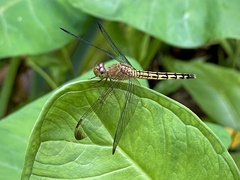 Neurothemis terminata