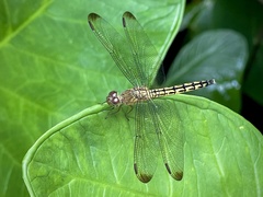 Neurothemis terminata