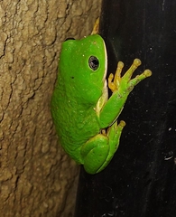 Agalychnis dacnicolor