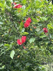 Hibiscus rosa-sinensis
