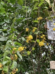 Stigmaphyllon blanchetii