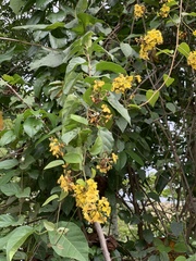 Stigmaphyllon blanchetii