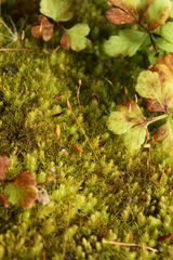 Schizymenium bryoides