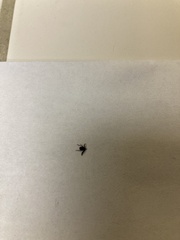 Ixodidae