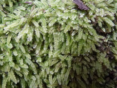 Racopilum cuspidigerum