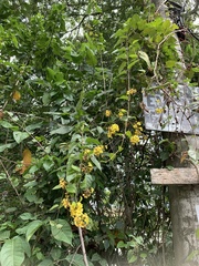 Stigmaphyllon blanchetii