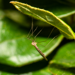 Trichocera annulata