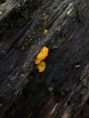 Dacrymyces chrysospermus