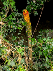 Amorphophallus paeoniifolius