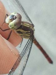 Lathrecista asiatica