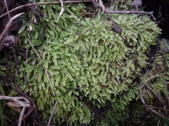 Racopilum cuspidigerum