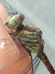 Lathrecista asiatica