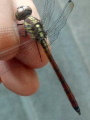 Lathrecista asiatica