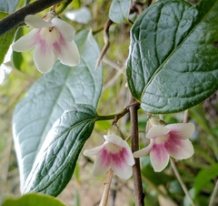 Elytropus chilensis