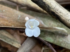 Didymoplexis pallens