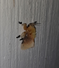 Megalopyge