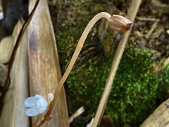 Didymoplexis pallens